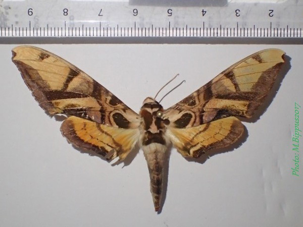 /filer/webapps/moths/media/images/C/coquerelii_Batocnema_A_Bippus.jpg