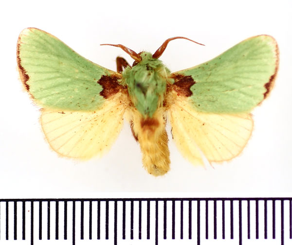 /filer/webapps/moths/media/images/C/cor_Parasa_AM_BMNH.jpg