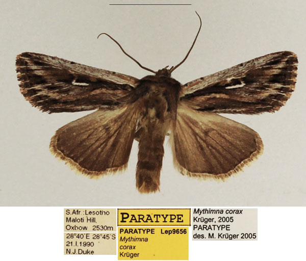 /filer/webapps/moths/media/images/C/corax_Mythimna_PTM_TMSA_01.jpg
