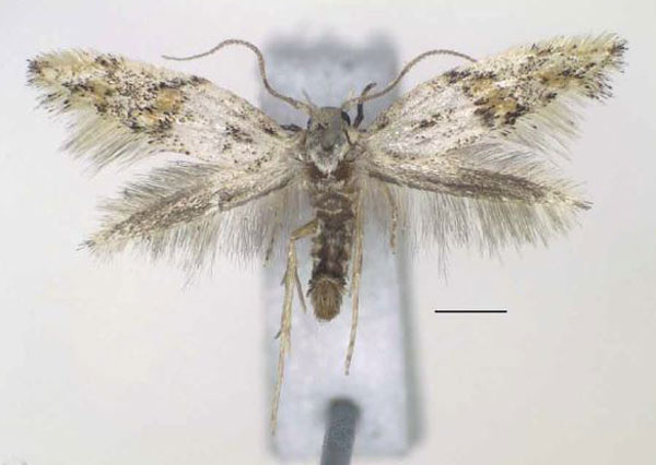 /filer/webapps/moths/media/images/C/cordata_Elachista_HT_RMCA.jpg
