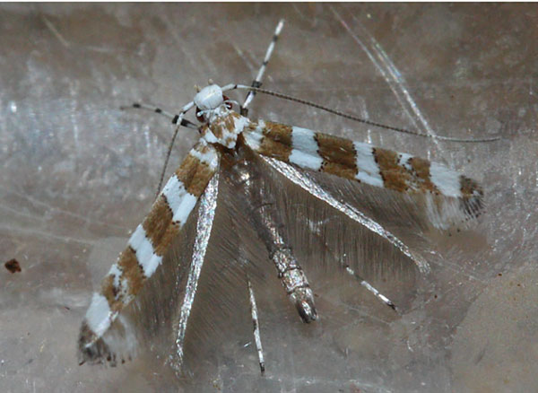 /filer/webapps/moths/media/images/C/cordati_Telamoptilia_A_Triberti-etal_2024_34.jpg