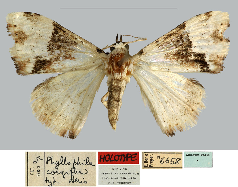 /filer/webapps/moths/media/images/C/corgatha_Phyllophila_HT_MNHN.jpg