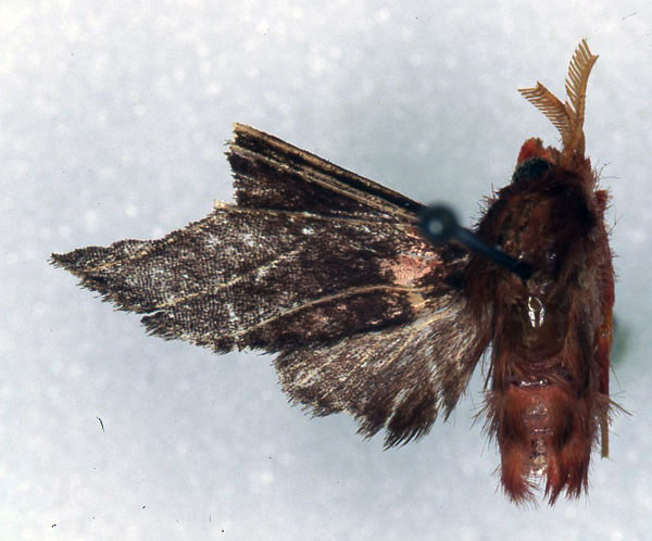 /filer/webapps/moths/media/images/C/cornelia_Rhipidarctia_HT_RMCA_02.jpg