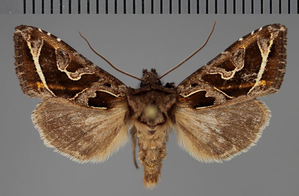 /filer/webapps/moths/media/images/C/corneliae_Compsotata_AM_Fiebig_01.jpg