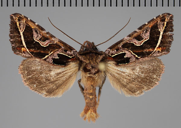 /filer/webapps/moths/media/images/C/corneliae_Compsotata_AM_Fiebig_02.jpg