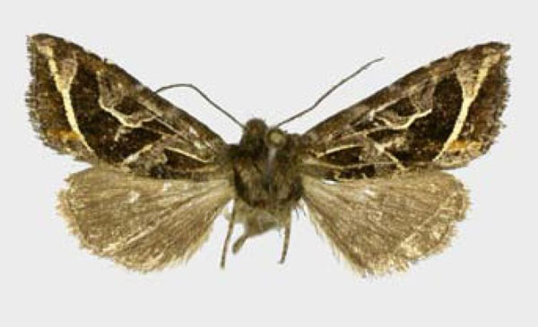 /filer/webapps/moths/media/images/C/corneliae_Compsotata_PTF_ZSM.jpg