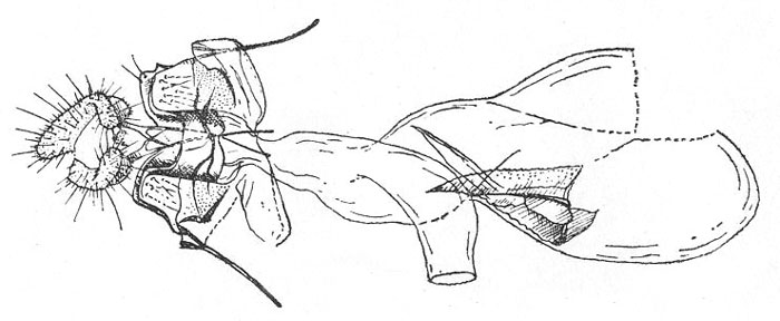 /filer/webapps/moths/media/images/C/cornesi_Rutilograptis_GFPT_BMNH.jpg