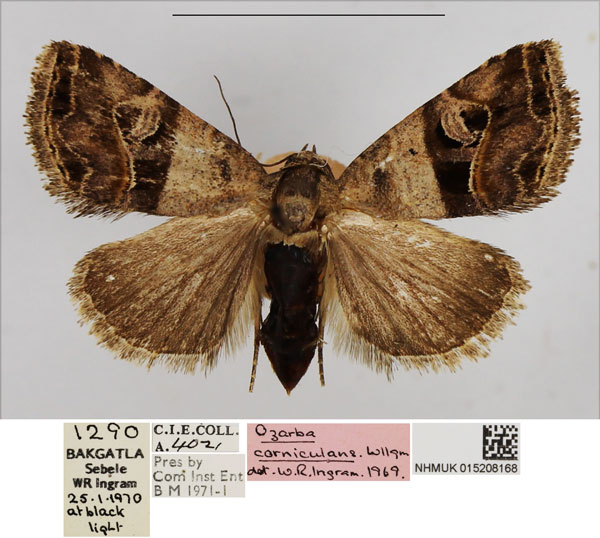 /filer/webapps/moths/media/images/C/corniculans_Ozarba_AF_NHMUK.jpg
