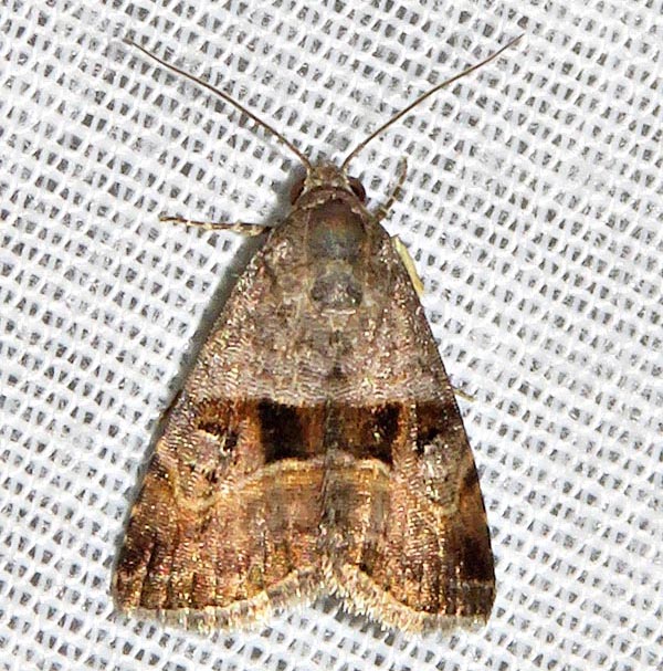 /filer/webapps/moths/media/images/C/corniculans_Ozarba_A_Braun_05.jpg
