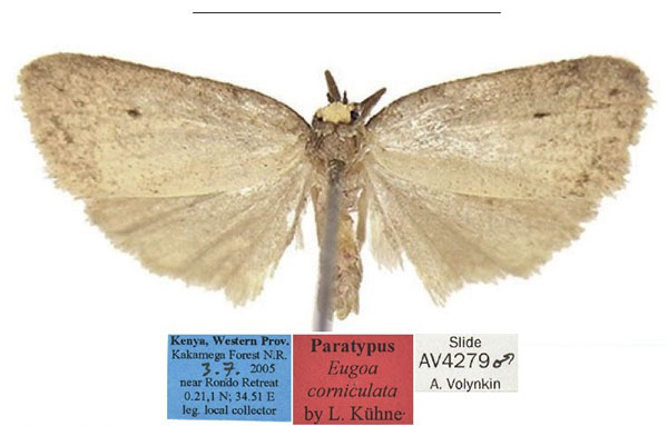 /filer/webapps/moths/media/images/C/corniculata_Eugoa_PTM_MfN.jpg