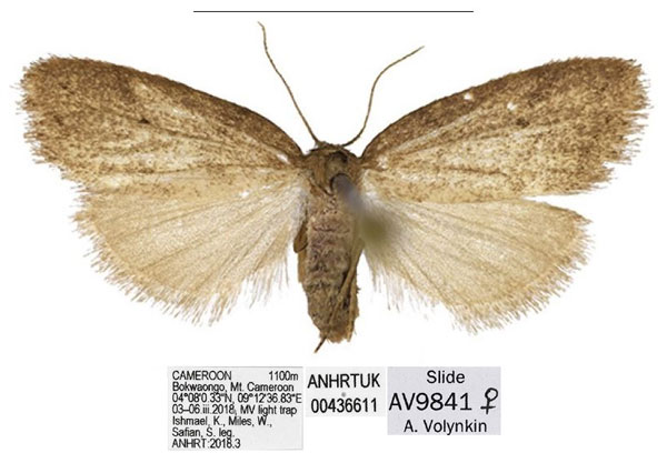 /filer/webapps/moths/media/images/C/corniculata_Spatulosia_AF_ANHRT.jpg