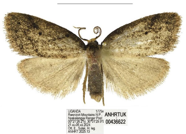 /filer/webapps/moths/media/images/C/corniculata_Spatulosia_AM_ANHRT_02.jpg