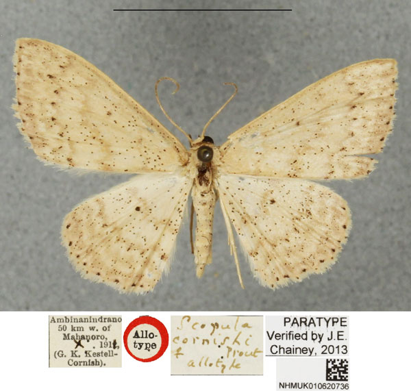 /filer/webapps/moths/media/images/C/cornishi_Scopula_AT_BMNH.jpg
