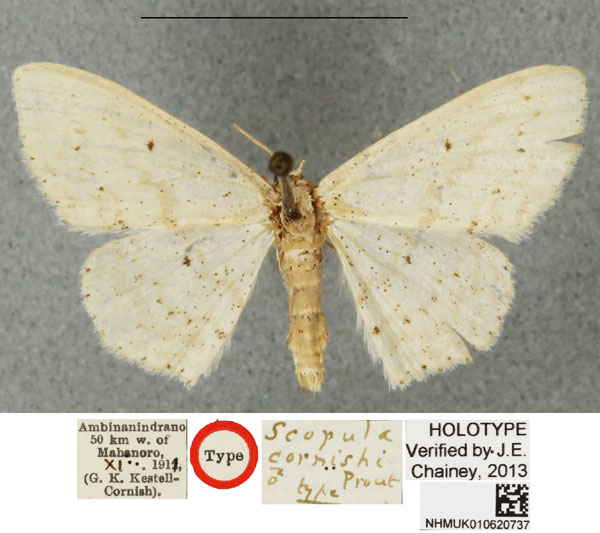/filer/webapps/moths/media/images/C/cornishi_Scopula_HT_BMNH.jpg