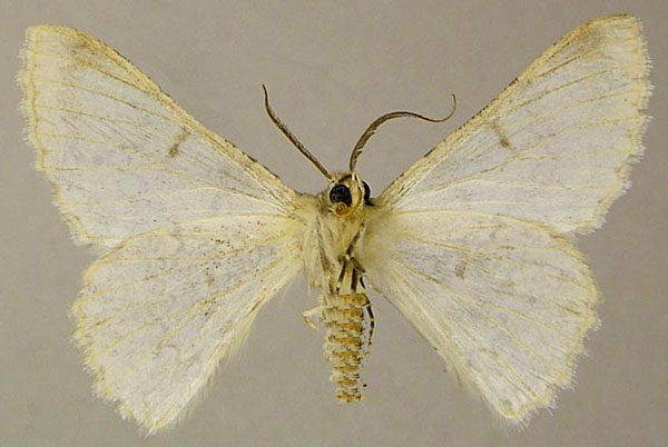 /filer/webapps/moths/media/images/C/cornivalva_Pingasa_AM_ZSMb.jpg
