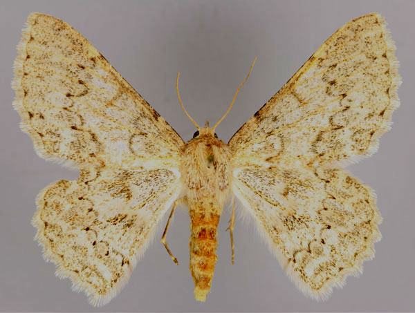 /filer/webapps/moths/media/images/C/cornivalva_Pingasa_A_ZSM_01.jpg