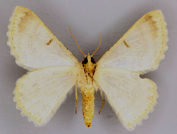 /filer/webapps/moths/media/images/C/cornivalva_Pingasa_A_ZSM_02.jpg