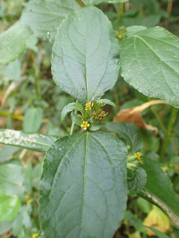 /filer/webapps/moths/media/images/C/cornua_Tebenna_FP_Bippus.jpg