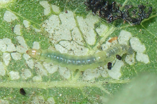 /filer/webapps/moths/media/images/C/cornua_Tebenna_L_Bippus.jpg