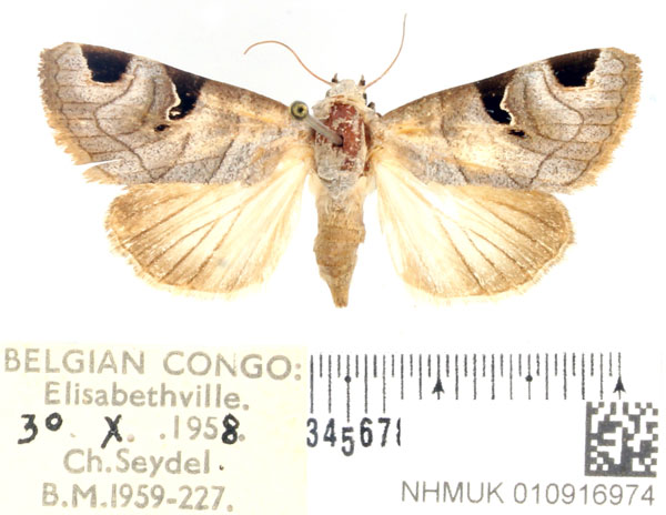 /filer/webapps/moths/media/images/C/cornuta_Brevipecten_AF_BMNH.jpg