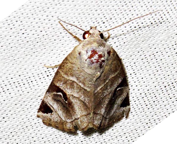 /filer/webapps/moths/media/images/C/cornuta_Brevipecten_A_Braun_11.jpg