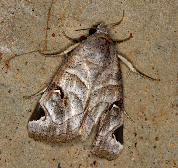 /filer/webapps/moths/media/images/C/cornuta_Brevipecten_A_Roland_01.jpg