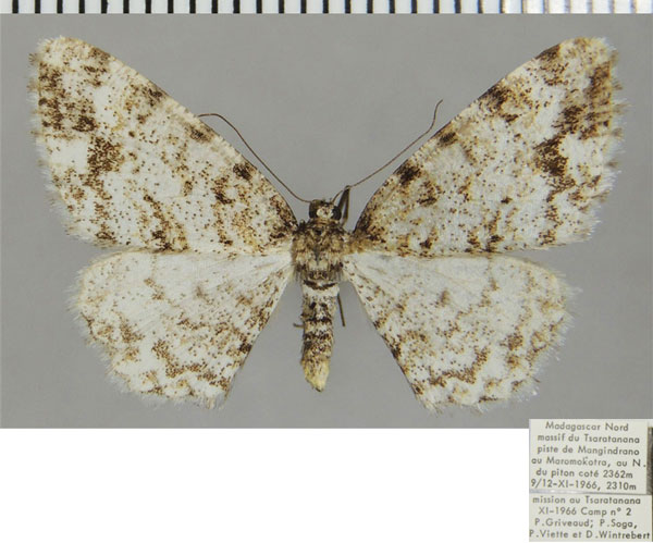/filer/webapps/moths/media/images/C/cornuta_Ectropis_AF_ZSM.jpg