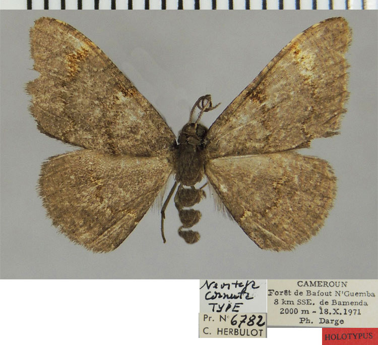 /filer/webapps/moths/media/images/C/cornuta_Neostega_HT_ZSMa.jpg