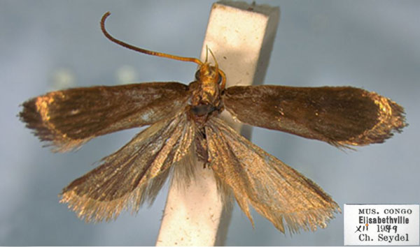 /filer/webapps/moths/media/images/C/cornutispina_Lecithocera_HT_RMCA.jpg