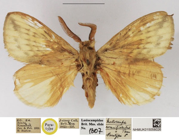 /filer/webapps/moths/media/images/C/cornutiventris_Mallocampa_PTM_NHMUK.jpg