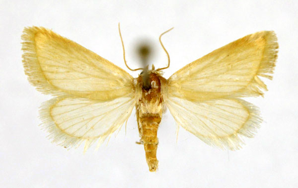 /filer/webapps/moths/media/images/C/cornutus_Eublemma_A_NHMO.jpg