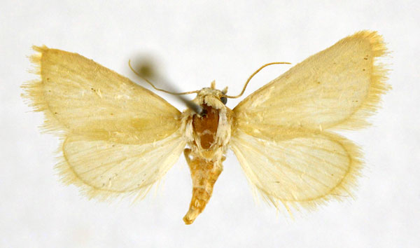 /filer/webapps/moths/media/images/C/cornutus_Eublemma_PT_NHMO.jpg