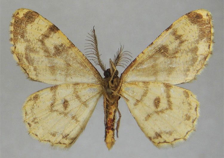/filer/webapps/moths/media/images/C/corolla_Zeuctoboarmia_HT_ZSMb.jpg