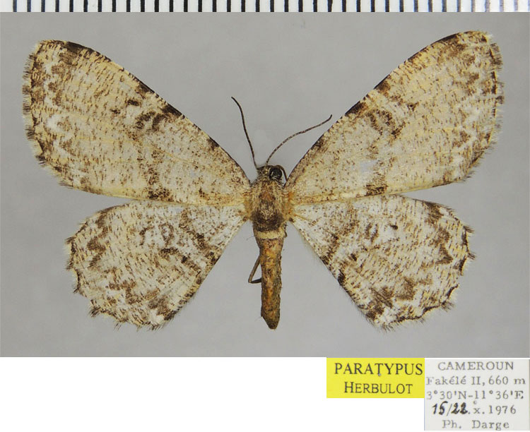 /filer/webapps/moths/media/images/C/corolla_Zeuctoboarmia_PTF_ZSM.jpg