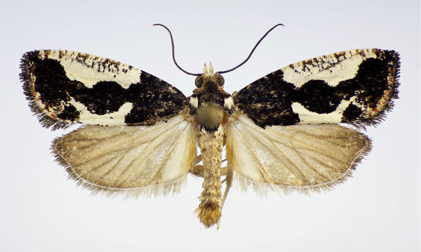 /filer/webapps/moths/media/images/C/coronana_Neaspasia_PT_NHMO.jpg