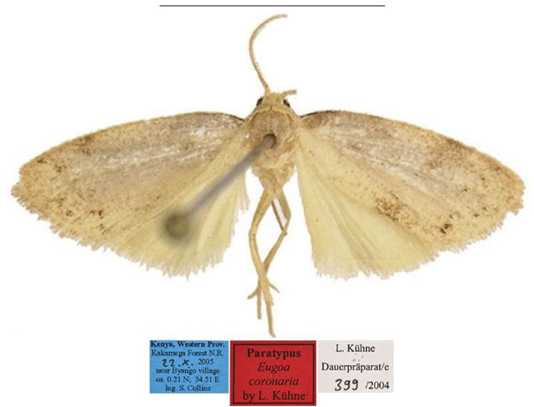 /filer/webapps/moths/media/images/C/coronaria_Eugoa_PTM_MfN.jpg