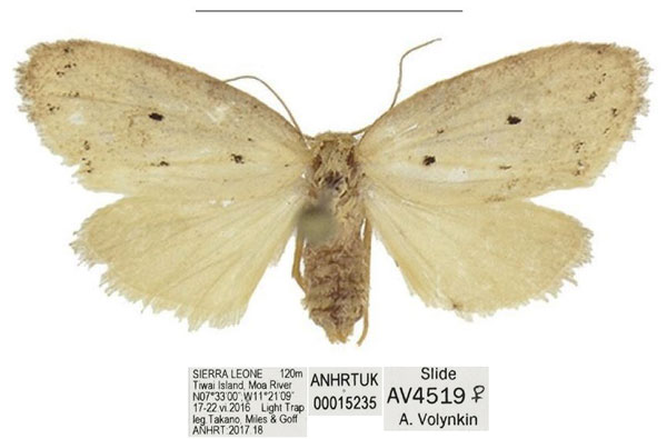 /filer/webapps/moths/media/images/C/coronaria_Spatulosia_AF_ANHRT.jpg