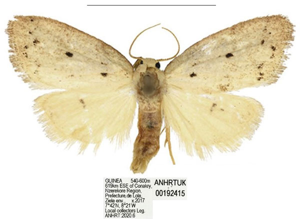 /filer/webapps/moths/media/images/C/coronaria_Spatulosia_AM_ANHRT_01.jpg