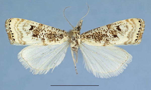 /filer/webapps/moths/media/images/C/coronata_Ancylogastra_HT_ZMHB.jpg
