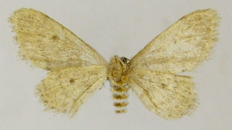/filer/webapps/moths/media/images/C/coronata_Idaea_HT_ZSMb.jpg