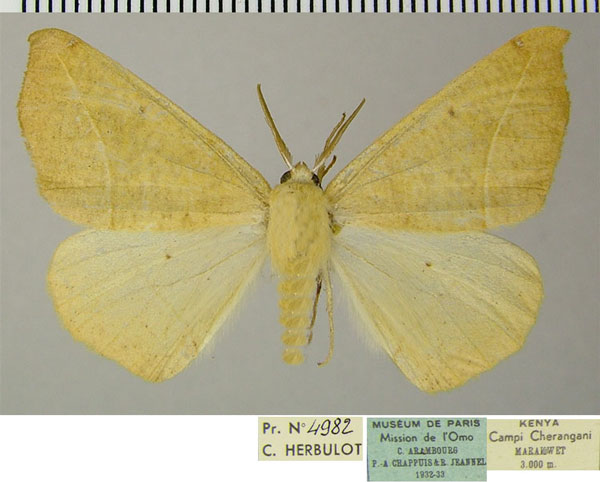 /filer/webapps/moths/media/images/C/coronata_Psilocerea_AM_ZSMa.jpg