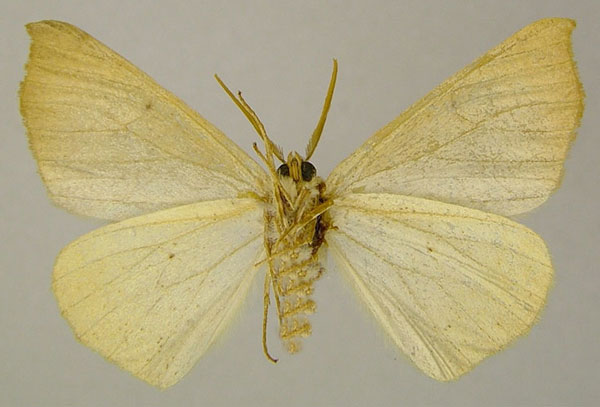 /filer/webapps/moths/media/images/C/coronata_Psilocerea_AM_ZSMb.jpg