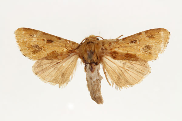 /filer/webapps/moths/media/images/C/coronatus_Nyodes_HT_RMCA_02.jpg