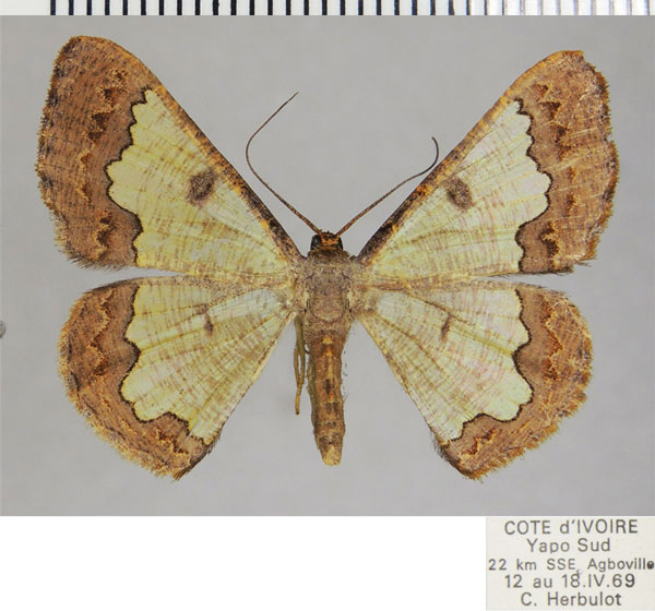 /filer/webapps/moths/media/images/C/corroborata_Zamarada_AF_ZSM.jpg