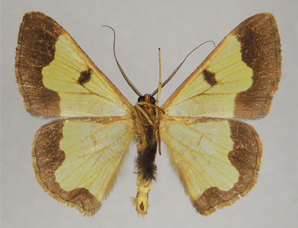 /filer/webapps/moths/media/images/C/corroborata_Zamarada_AM_ZSMb.jpg