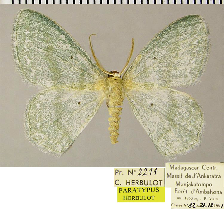 /filer/webapps/moths/media/images/C/corrupta_Epigelasma_PTM_ZSMa.jpg