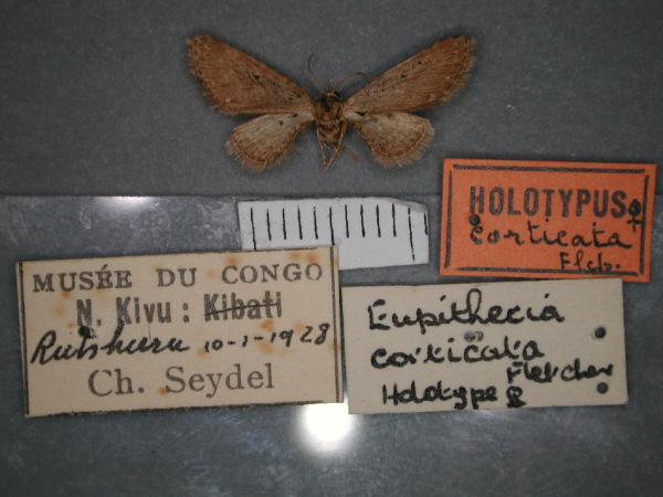 /filer/webapps/moths/media/images/C/corticata_Eupithecia_HT_RMCA_01.jpg