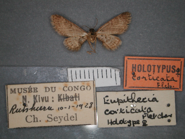 /filer/webapps/moths/media/images/C/corticata_Eupithecia_HT_RMCA_02.jpg