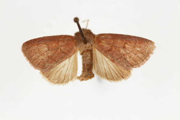 /filer/webapps/moths/media/images/C/corticea_Aspidifrontia_AM_RMCA.jpg