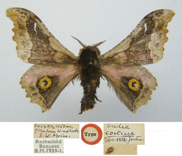 /filer/webapps/moths/media/images/C/corticea_Ludia_STF_NHMUKa.jpg